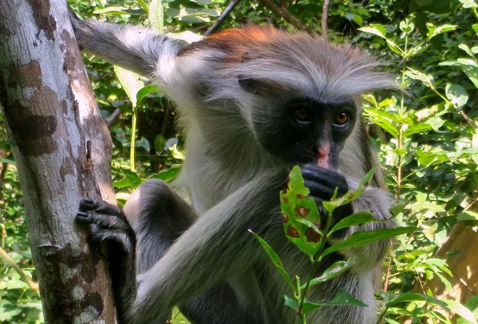 Тонкотел Гривистый обезьяна