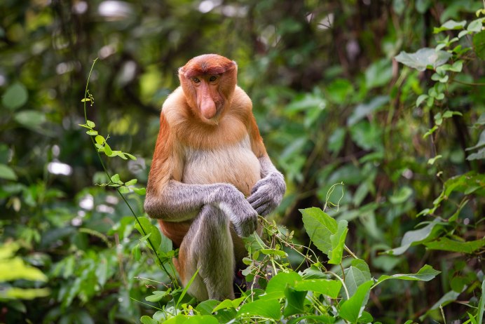 Золотой Лангур смешная картинка