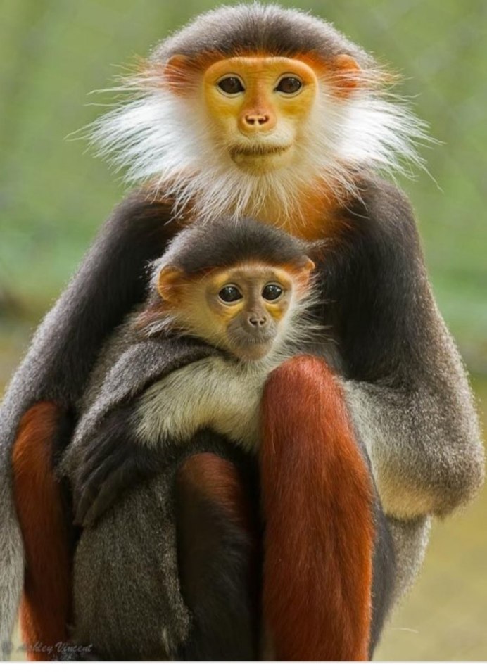 Черноногий тонкотел