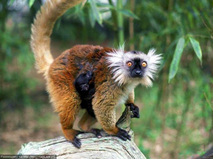 Гуйчжоуский тонкотел