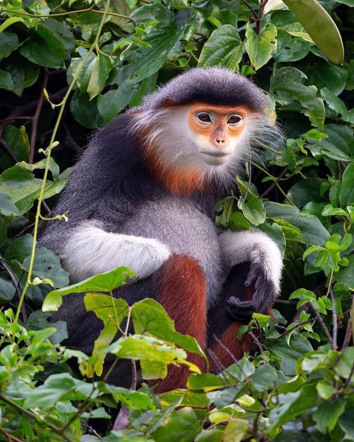 Обезьяний лемур