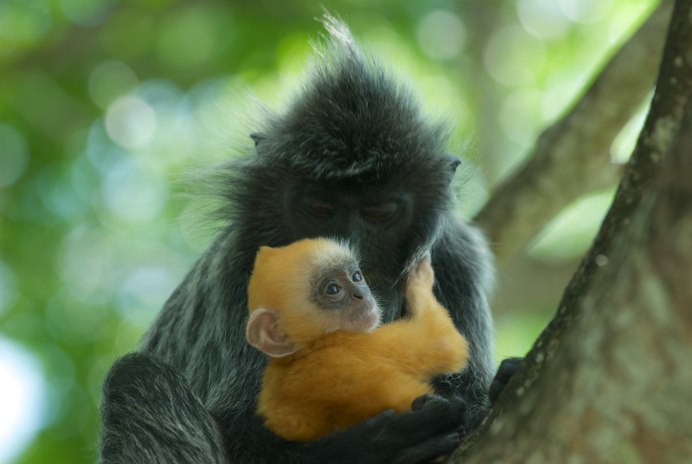 Тонкотел Гривистый обезьяна