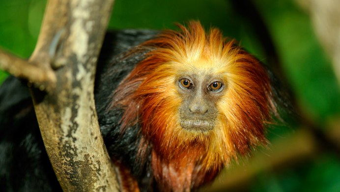 Обезьяна немейский тонкотел