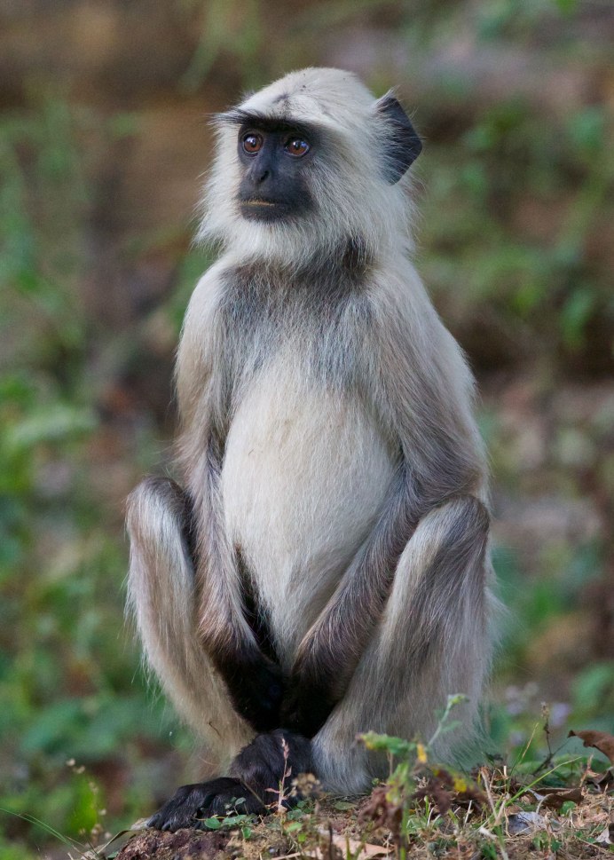 Обезьяна немейский тонкотел