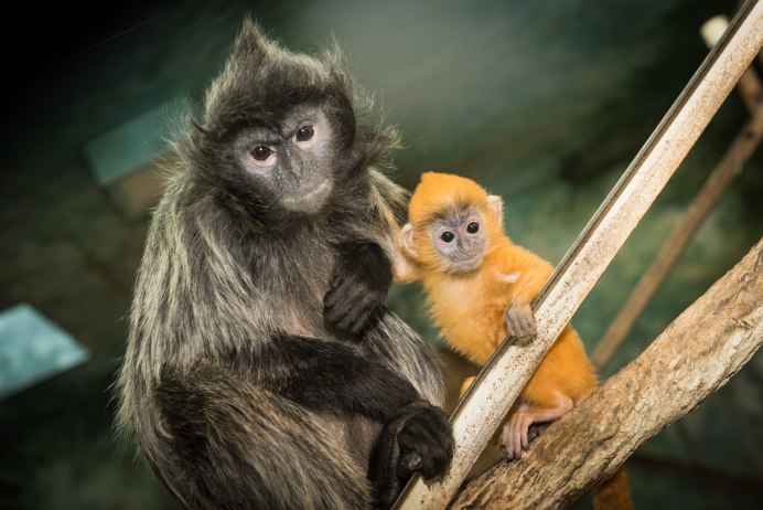 Гиббон хулок