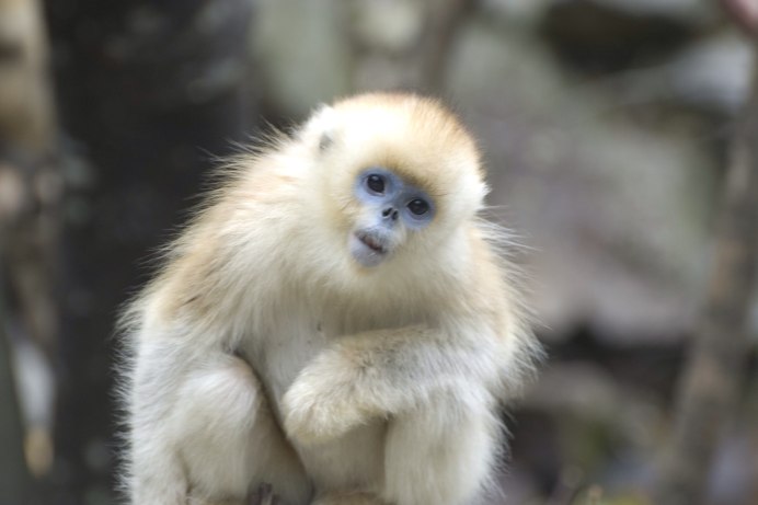 Гималайский тонкотел