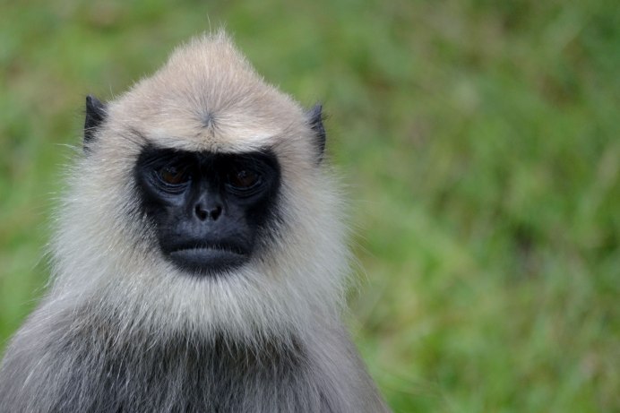 Обезьяны лангуры