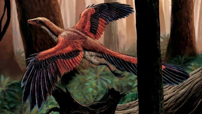 Archaeopteryx lithographica