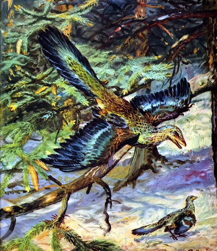 Archaeopteryx lithographica