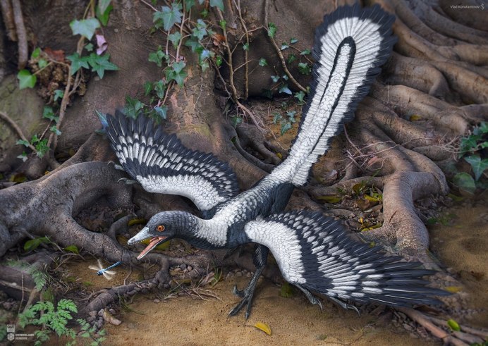 Archaeopteryx lithographica