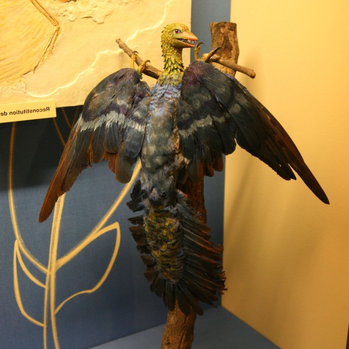 Archaeopteryx lithographica