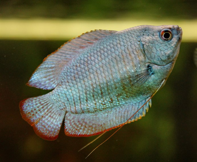 Лялиус (Trichogaster lalius)