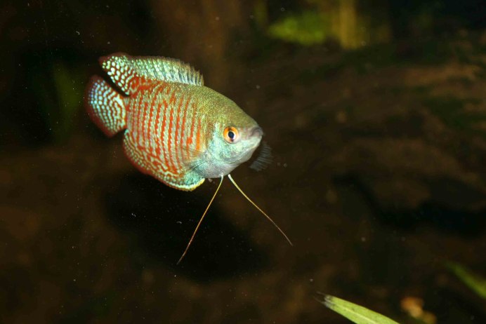 Макропод обыкновенный - Macropodus opercularis