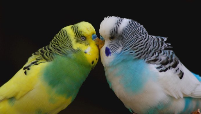Волнистый попугай Budgie