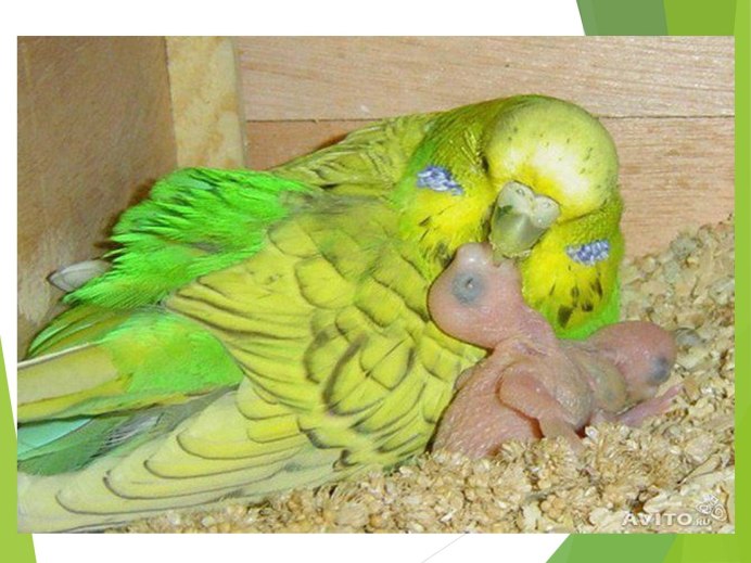Попугай fluff