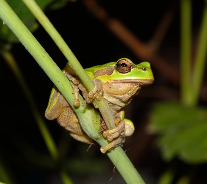 Древесная жаба Краснодарский край