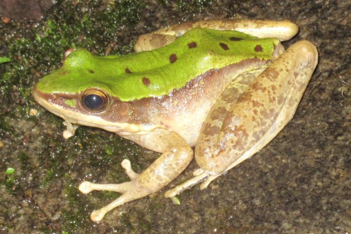 Лягушка с голубыми глазами