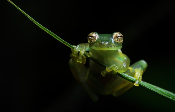 Веслоног шероховатый