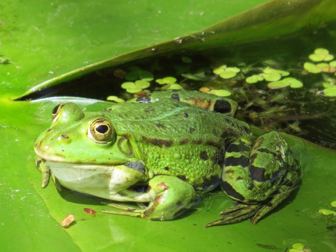 Озерная Прудовая травяная остромордая лягушка