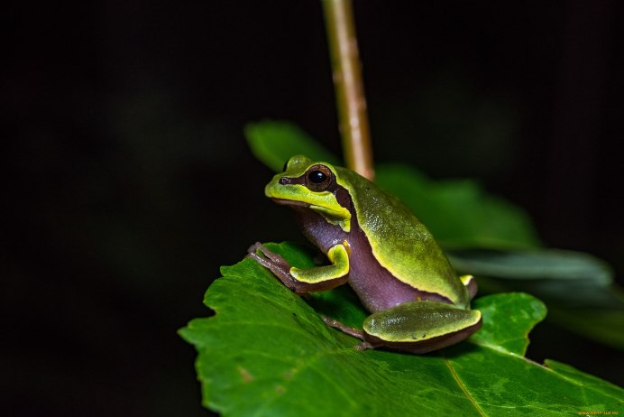 Зеленая лягушка Виноградная