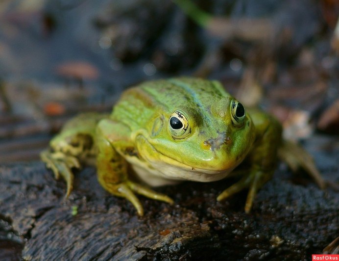 Лягушки Краснодарского края