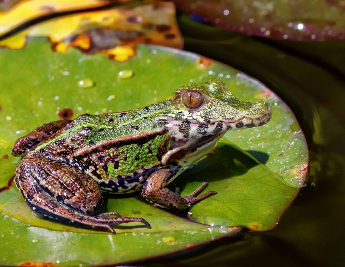 Телодерма кортикале