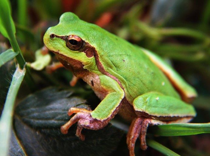 Лягушка квакша зеленая