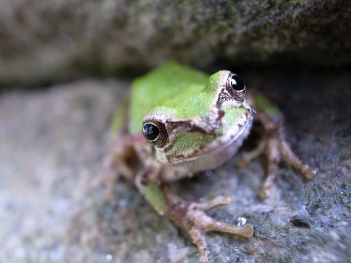Зеленая лягушка Виноградная