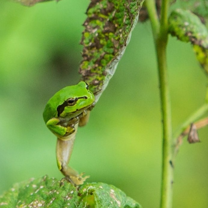 Нильская лягушка