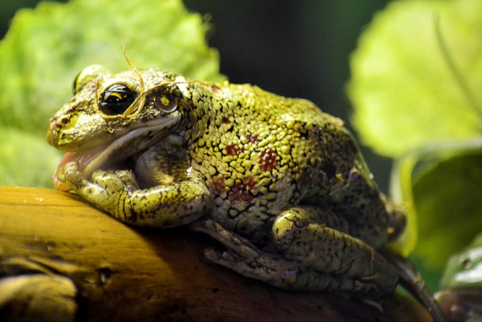 Хемифрактиды лягушки