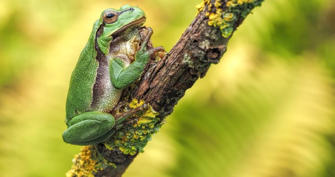 Молодая лягушка