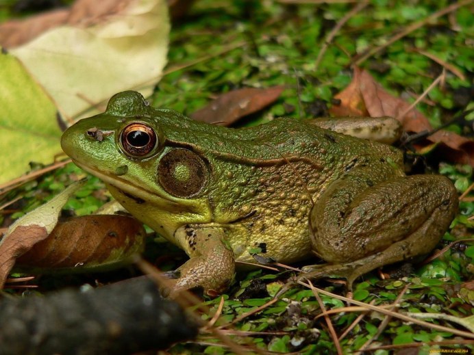 Лягушка жаба Тритон это