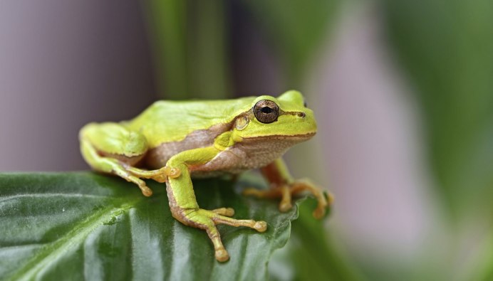 КВА КВА лягушка