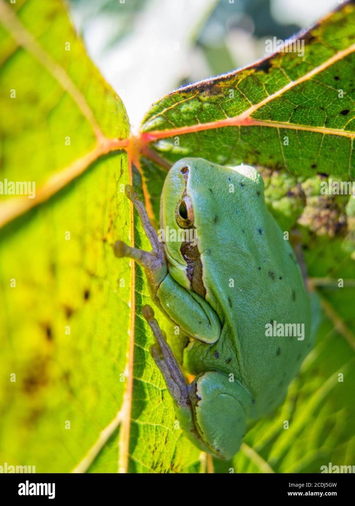 Шпорцевая древесная лягушка