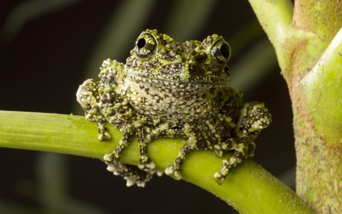 Лягушка Пустынница