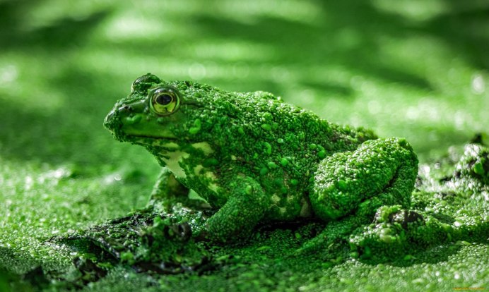 Маленькие лягушки