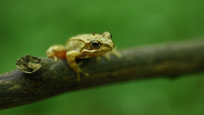 Лягушка макро