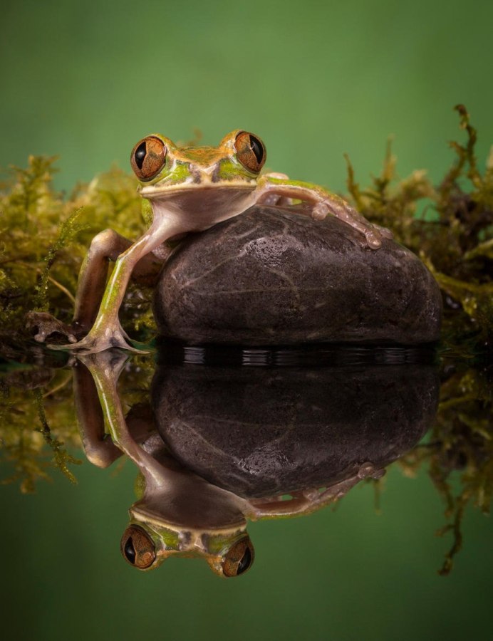 Ушастая лягушка