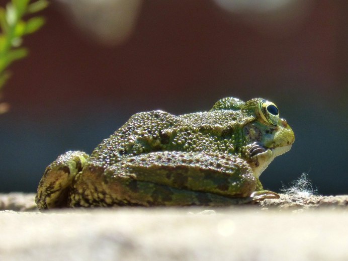 Малоазиатская лягушка