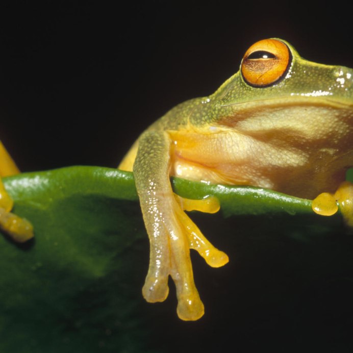 Лягушки на винограде