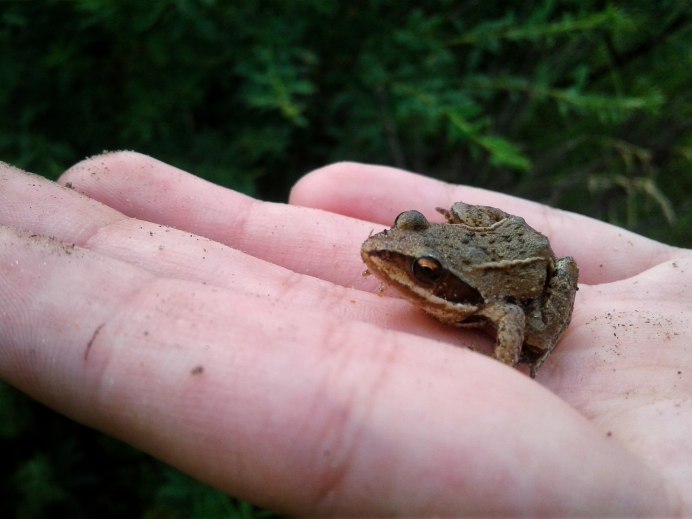 Живородящая жаба