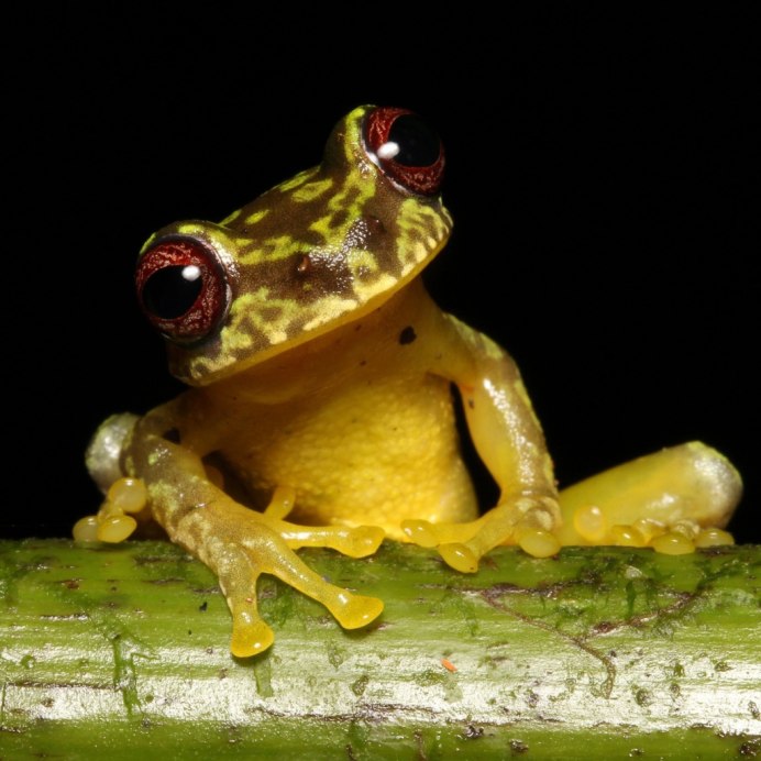 Зеленая лягушка на винограде вредит?