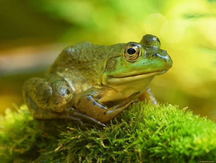 Африканская голубая квакша