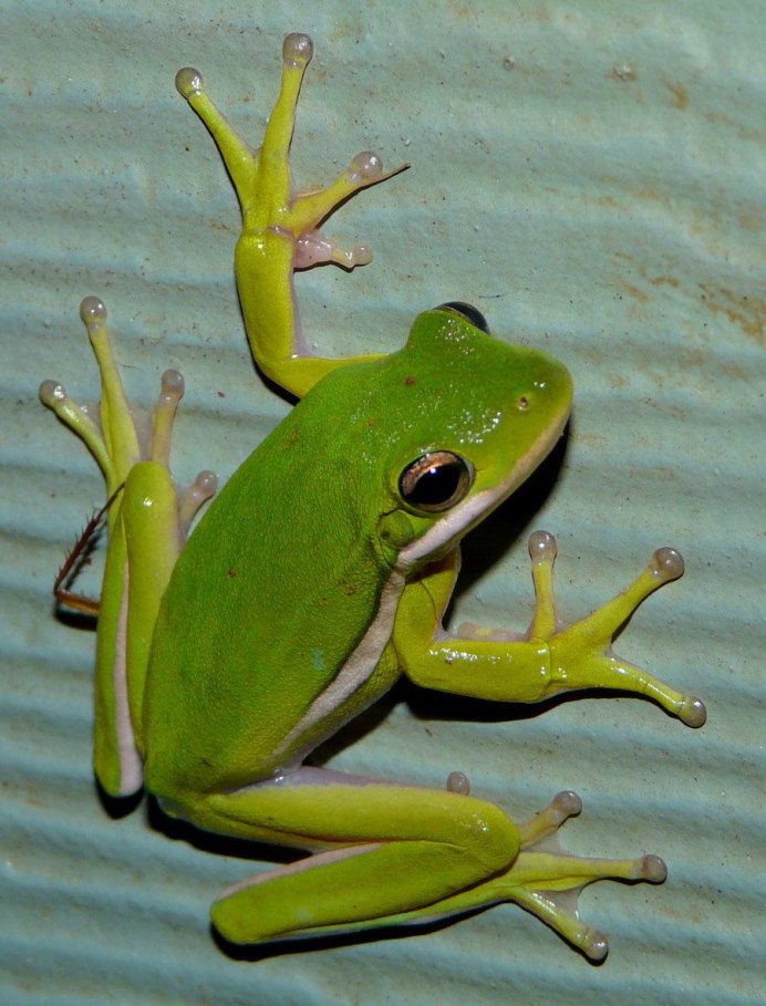 Хьюля лягушка