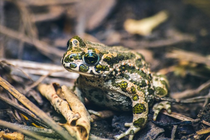 Танто Йенсен — индонезийский фотограф