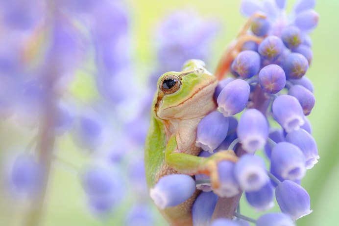 Древесная лягушка гребенчатый Тритон серая жаба