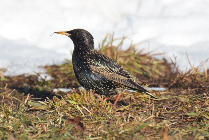 Turdus Merula группа