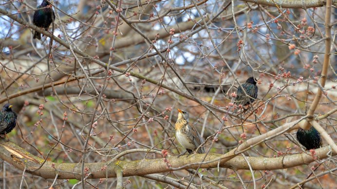 Камбоджийский скворец (Sturnus burmannicus)