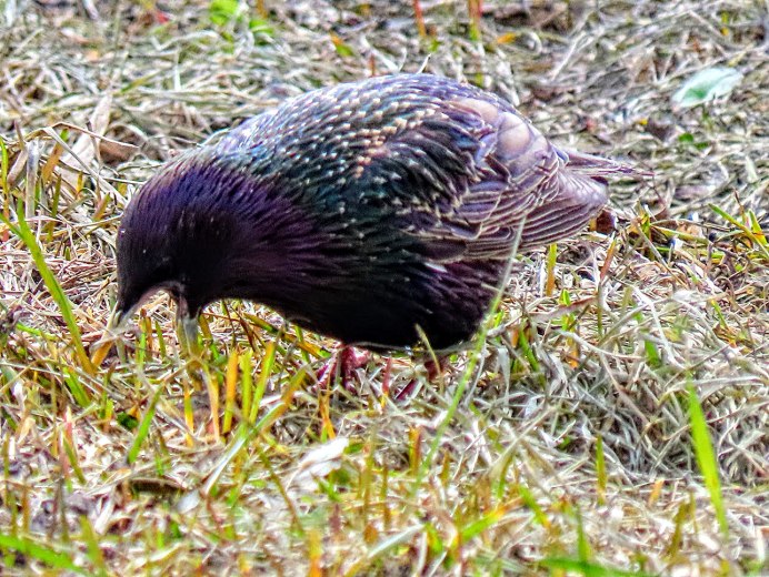 Дрозд чёрный (turdus Merula)