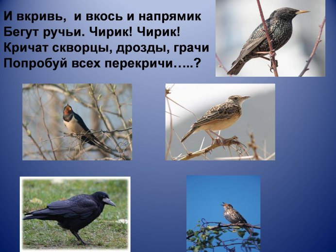 Скворец в Карелии